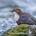 Wasseramsel (Cinclus cinclus)