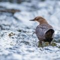 Wasseramsel (Cinclus cinclus)