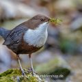 Wasseramsel (Cinclus cinclus) mit Nistmaterial