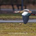 Nilgans (Alopochen aegyptiacus)