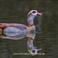 Nilgans (Alopochen aegyptiacus)