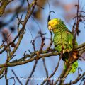 Gelbkopfamazone (Amazona oratrix)