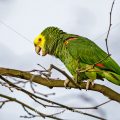 Gelbkopfamazone (Amazona oratrix)
