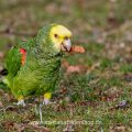 Gelbkopfamazone (Amazona oratrix)