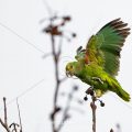 Gelbkopfamazone (Amazona oratrix)