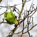 Gelbkopfamazone (Amazona oratrix)