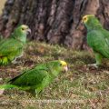 Gelbkopfamazonen (Amazona oratrix)