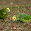Gelbkopfamazonen (Amazona oratrix)