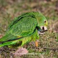 Gelbkopfamazone (Amazona oratrix)