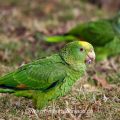 Gelbkopfamazonen (Amazona oratrix)