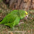 Gelbkopfamazone (Amazona oratrix)