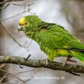 Gelbkopfamazone (Amazona oratrix)