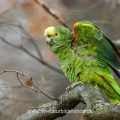 Gelbkopfamazone (Amazona oratrix)