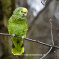 Gelbkopfamazone (Amazona oratrix)