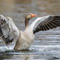 Graugans (Anser anser)