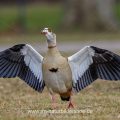 Nilgans (Alopochen aegyptiacus)