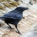 Rabenkrähe (Corvus corone)