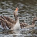Graugans (Anser anser) nach der Paarung