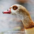 Nilgans (Alopochen aegyptiacus)