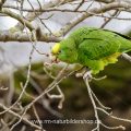 Gelbkopfamazone (Amazona oratrix)