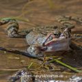 Grasfrosch (Rana temporaria)