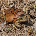 Grasfrösche (Rana temporaria) auf der Wanderung