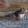 Grasfrosch (Rana temporaria)