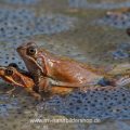 Grasfrösche (Rana temporaria) am Laichplatz