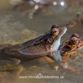 Grasfrösche (Rana temporaria) am Laichplatz