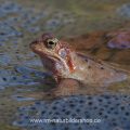 Grasfrosch (Rana temporaria)