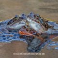 Grasfrösche (Rana temporaria) am Laichplatz