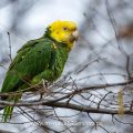 Gelbkopfamazone (Amazona oratrix)