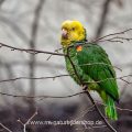 Gelbkopfamazone (Amazona oratrix)