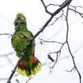 Gelbkopfamazone (Amazona oratrix)