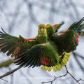 Gelbkopfamazonen (Amazona oratrix) streiten sich