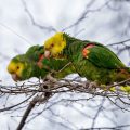 Gelbkopfamazonen (Amazona oratrix)