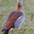 Nilgans (Alopochen aegyptiacus)