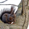 Eichhörnchen (Sciurus vulgaris)