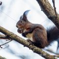 Eichhörnchen (Sciurus vulgaris)