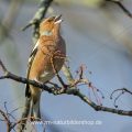 Buchfink (Fringilla coelebs) Männchen