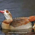 Nilgans (Alopochen aegyptiacus)