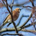 Buchfink (Fringilla coelebs) Männchen