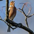 Buchfink (Fringilla coelebs) Männchen