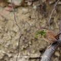 Zaunkönig (Troglodytes troglodytes) mit Nistmaterial