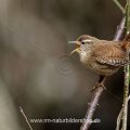 Zaunkönig (Troglodytes troglodytes)