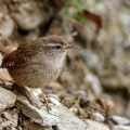 Zaunkönig (Troglodytes troglodytes)