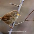 Zaunkönig (Troglodytes troglodytes)