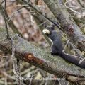 Eichhörnchen (Sciurus vulgaris), schwarze Morphe