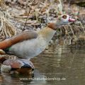 Nilgans (Alopochen aegyptiacus)
