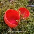 Scharlachroter Kelchbecherling (Sarcoscypha coccinea)